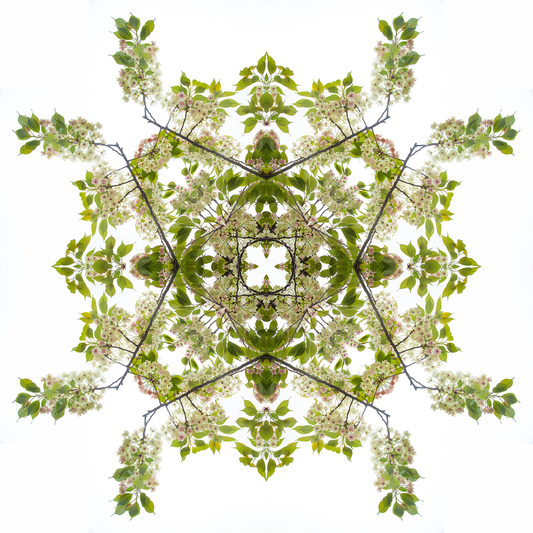 _BlossomBranch Mandala 1 sm