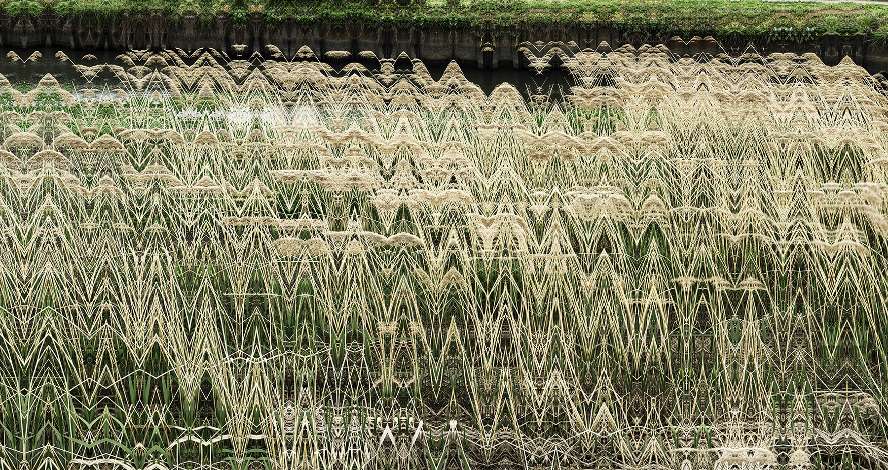 _Ikisan Reeds sm